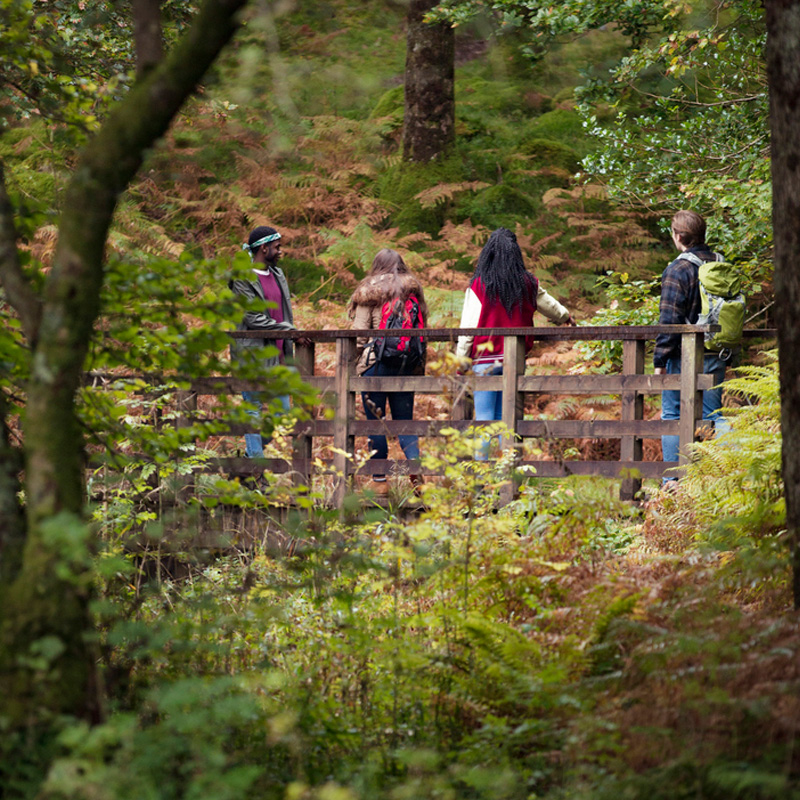 Forest-group crop-800px.jpg
